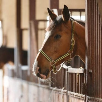 Horse Livery