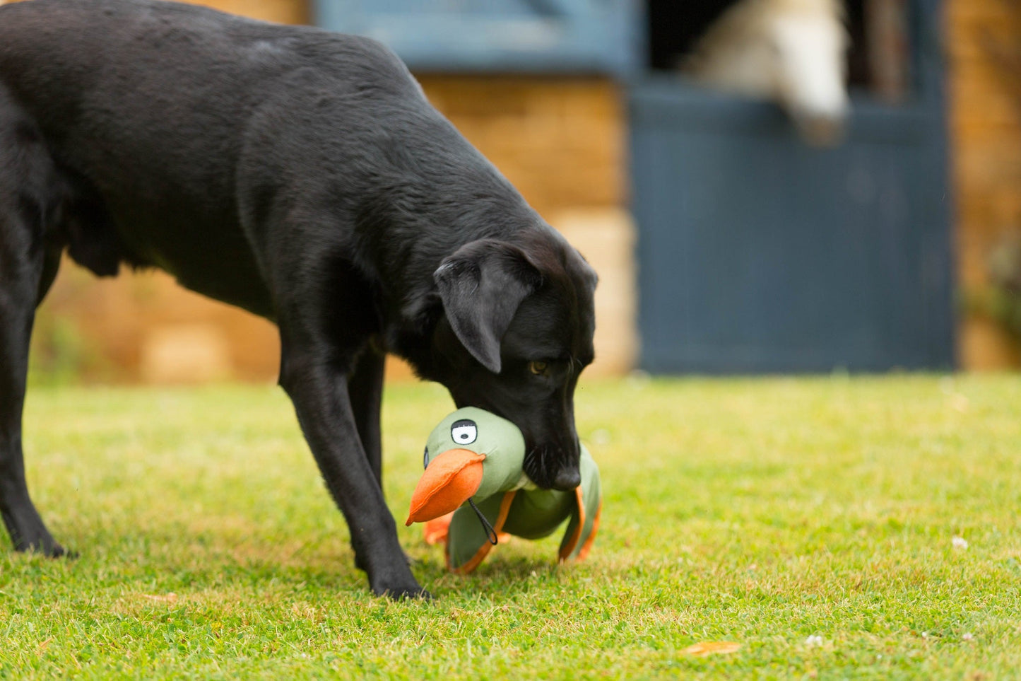 Duck!  Canvas Thrower Dog Toy Coco