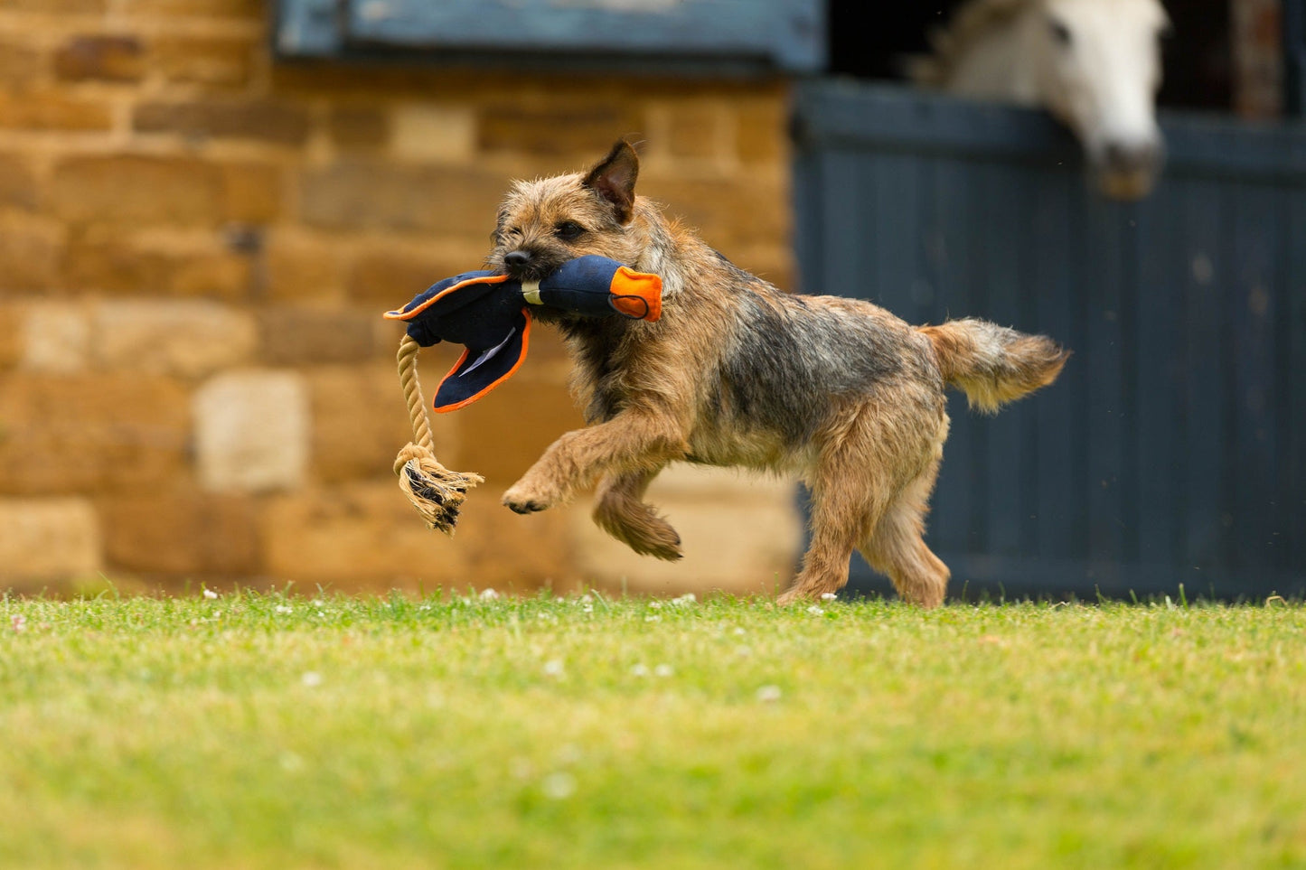 Duck!  Canvas Thrower Dog Toy Khaki